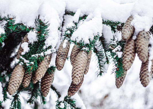 Close-up of snow-covered fir branches with hanging pinecones