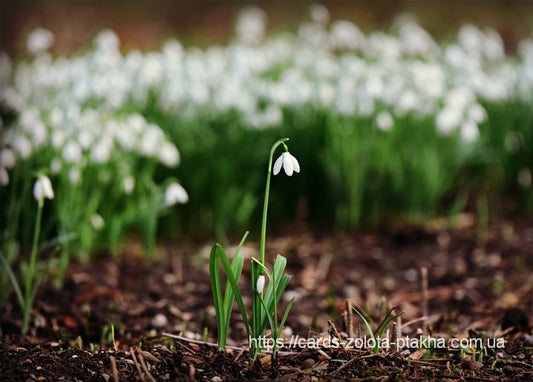 Single snowdrop in focus above dark soil and dry leaves in early spring