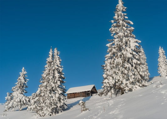 Schneebedeckte Tannen um eine kleine Holzhütte in den Karpaten