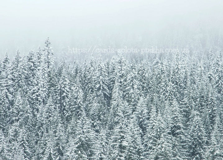 Verschneiter Tannenwald, der im dichten Winternebel verschwindet