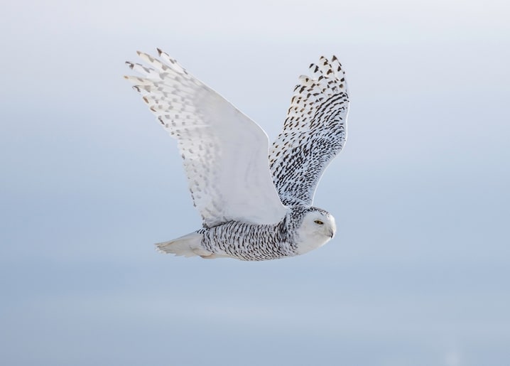 Schnee-Eule mit gesprenkelten Flügeln fliegt vor blassem Winterhimmel