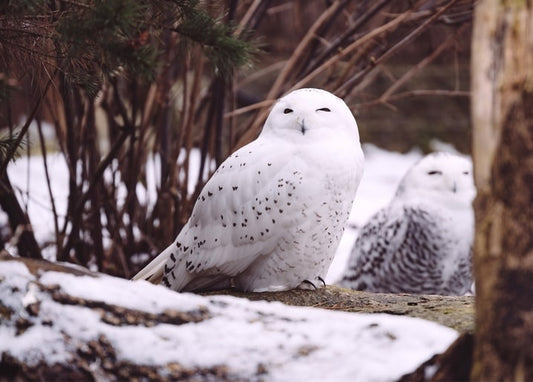 Zwei Schnee-Eulen sitzen auf einem Ast zwischen kahlen Winterzweigen