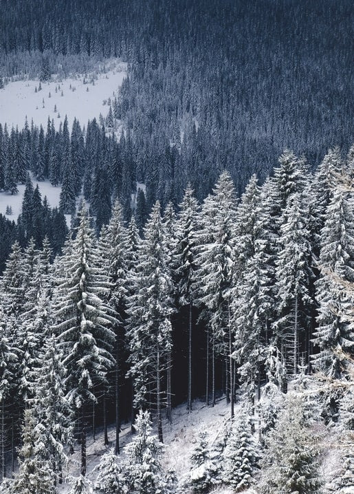 Luftaufnahme eines schneebedeckten Nadelwaldes an einem Hang
