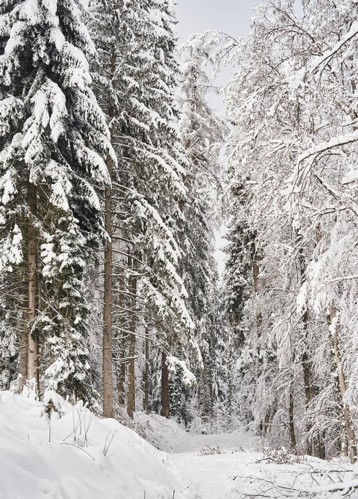 Snow-covered pine and birch trees lining a quiet winter forest path