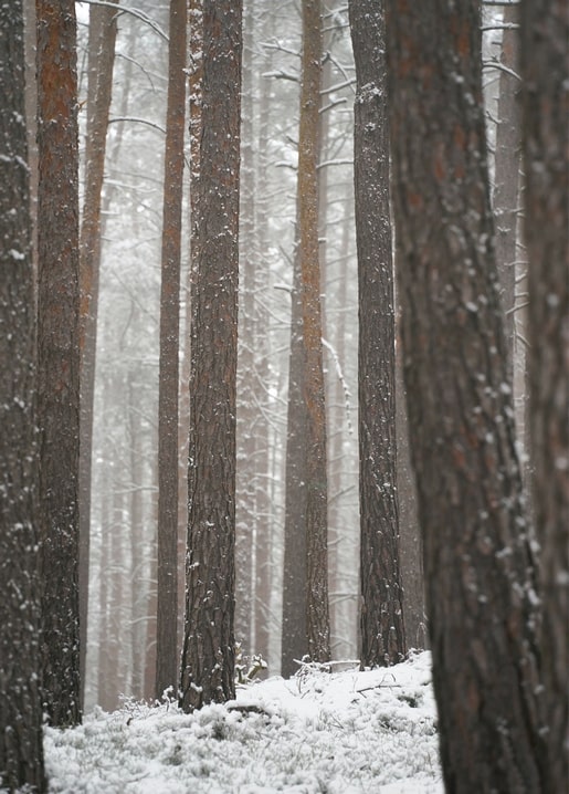 Snow-covered pine tree trunks rising through winter fog