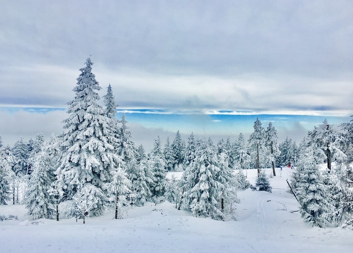 Snow-covered pine trees on a mountain ridge under a pale, cloud-streaked winter sky