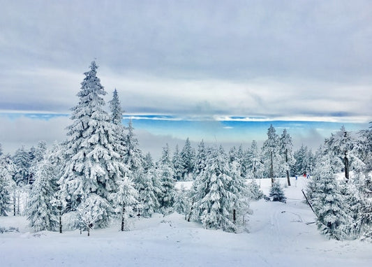 Snow-covered pine trees on a mountain ridge under a pale, cloud-streaked winter sky