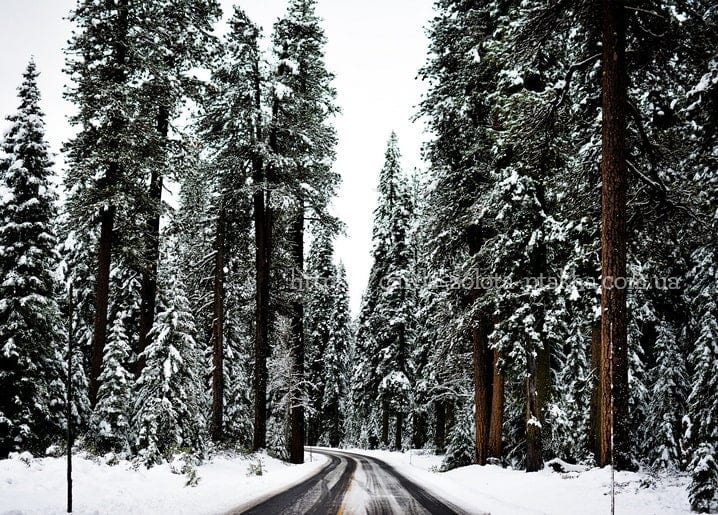 Schneebedeckte Kiefern säumen eine ruhige Straße durch einen Winterwald