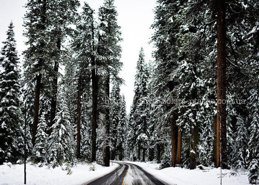 Schneebedeckte Kiefern säumen eine ruhige Straße durch einen Winterwald