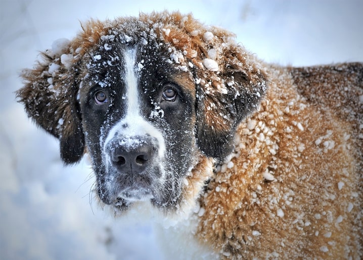 Nahaufnahme eines Bernhardiners mit schnee- und reifbedecktem Fell