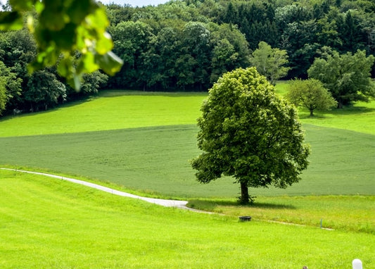 Ein einzelner Baum mit runder Krone steht auf einer grünen Sommerwiese neben einem geschwungenen Weg.