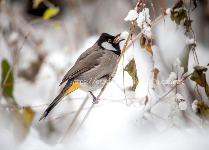 Grauer Vogel mit schwarzer Kappe hält eine weiße Beere auf einem schneebedeckten Zweig