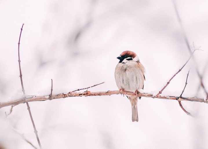 Feldsperling sitzt auf kahlem Zweig vor blassem Winterhintergrund
