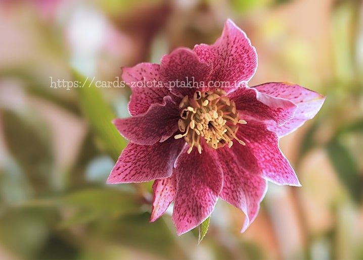 Gefleckte tiefrosa Lenzrose mit goldenen Staubgefäßen vor weichem Bokeh