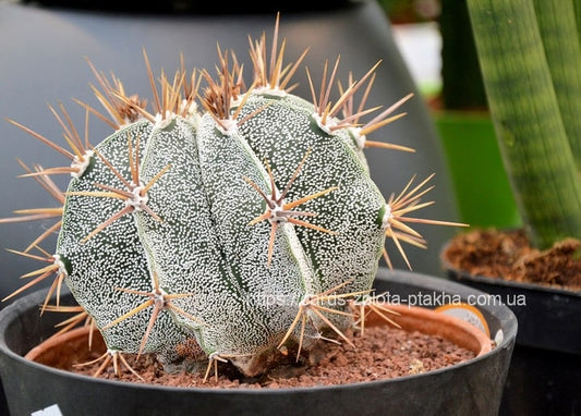 Astrophytum-Kaktus mit weißen Sprenkeln und langen Dornen im schwarzen Topf