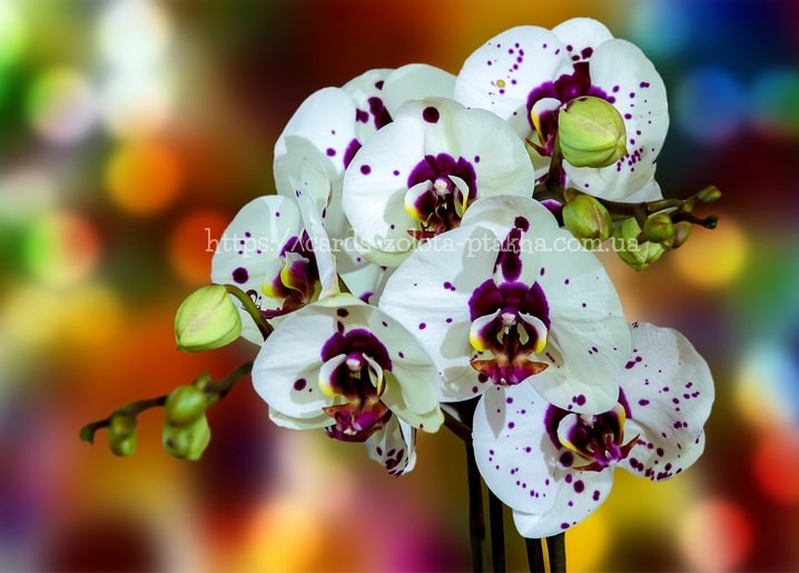 Weiße Orchidee mit tiefvioletten Flecken vor buntem Bokeh-Hintergrund