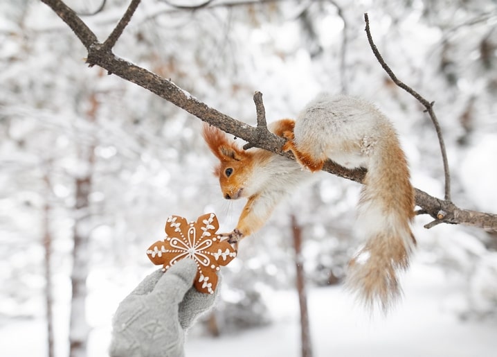 Red squirrel reaching from a branch to take a gingerbread snowflake cookie from a mittened hand