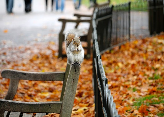 Graues Eichhörnchen auf einer Parkbank inmitten von Herbstlaub