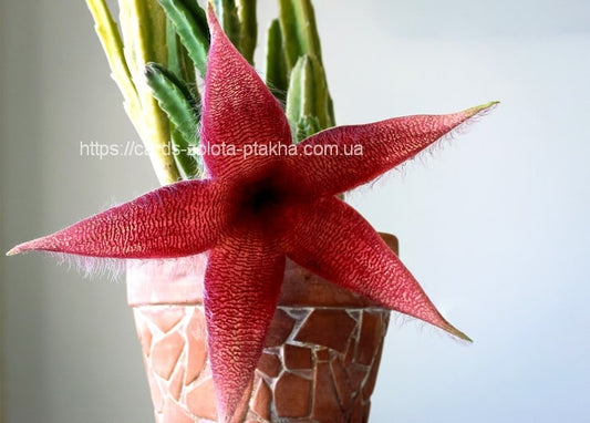 Tiefrote sternförmige Stapelia-Blüte neben einem Kaktus im Tontopf