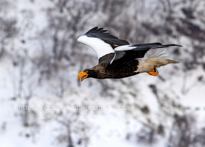 Riesenseeadler im Flug mit schwarz-weißen Flügeln über verschneiten Bergen
