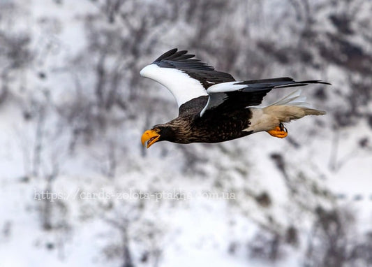 Riesenseeadler im Flug mit schwarz-weißen Flügeln über verschneiten Bergen