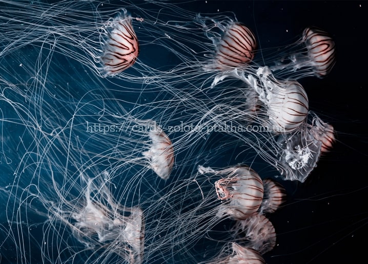 Cluster of radially striped jellyfish trailing long tentacles in dark water