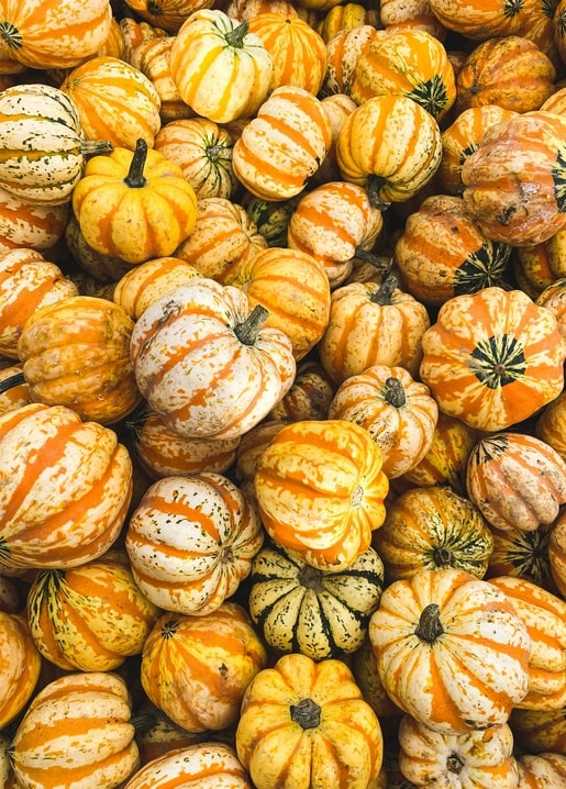 Overhead close-up of striped orange, white, and cream ornamental mini pumpkins