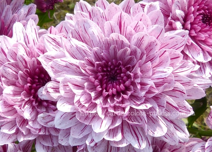 Nahaufnahme einer rosa-weiß gestreiften Chrysanthemenblüte mit tiefpinkem Zentrum
