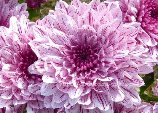 Nahaufnahme einer rosa-weiß gestreiften Chrysanthemenblüte mit tiefpinkem Zentrum