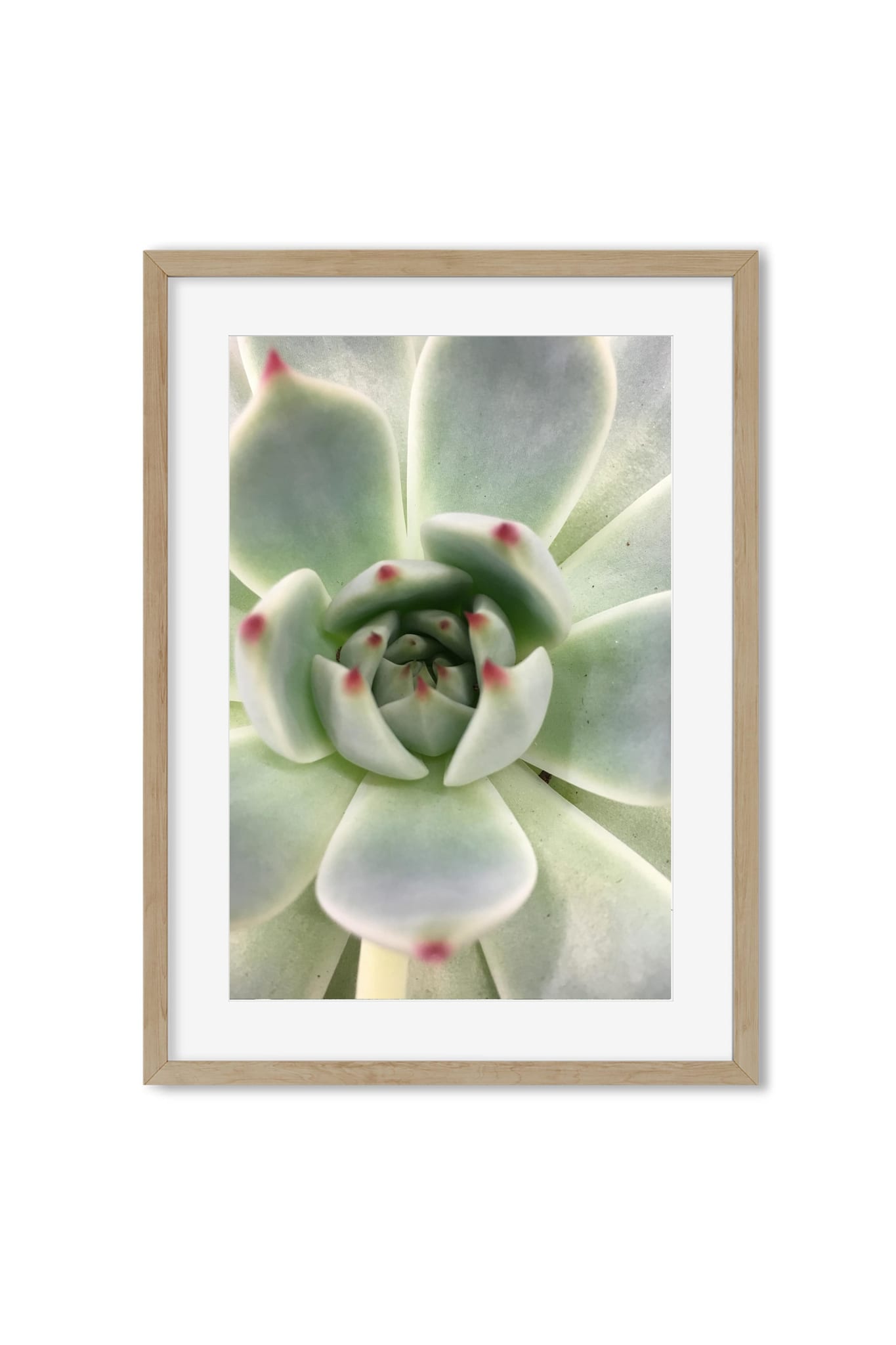 Macro photo of a pale green succulent rosette with soft pink-tipped leaves