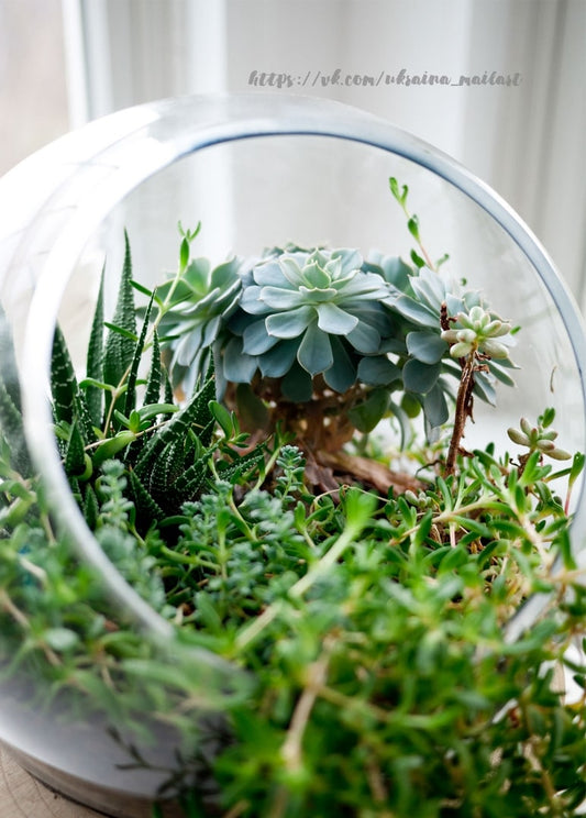 Glasschale als Terrarium mit Echeverie, gestreifter Aloe und rankendem Sedum auf der Fensterbank