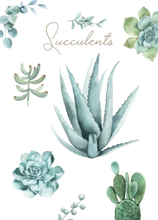 Botanical watercolor of aloe vera, echeveria, sedum and prickly pear cactus under ‘Succulents’ title