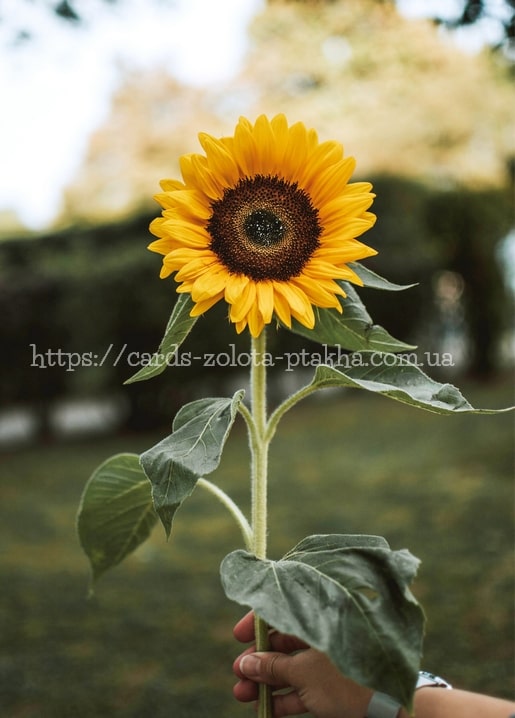 Hand holding a single sunflower against a blurred green autumn park background