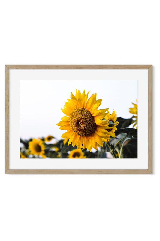 Close-up of a sunflower in full bloom with blurred sunflower field in the background