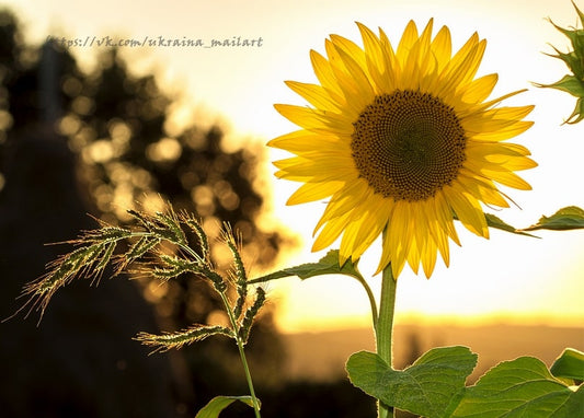 Sonnenblume im Abendlicht neben wilden Weizenähren und Baumsilhouetten