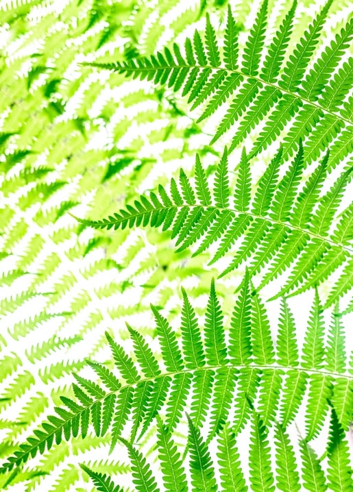 Sunlight shining through dense green fern fronds in close-up