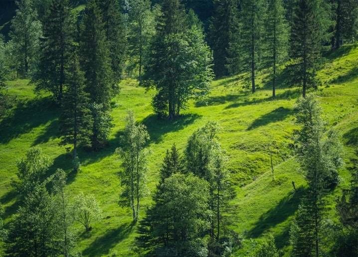 Sonniger Hang mit Tannen und Birken, lange Schatten auf grüner Wiese