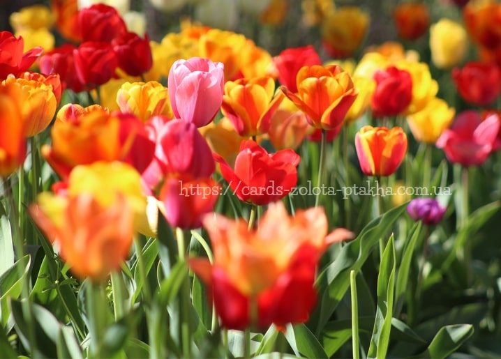 Nahaufnahme roter, orangefarbener, gelber und rosa Tulpen auf einem sonnigen Frühlingsfeld