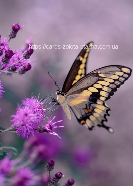 Nahaufnahme eines Schwalbenschwanz-Falters mit schwarz-goldenen Flügeln auf violetten Distelblüten
