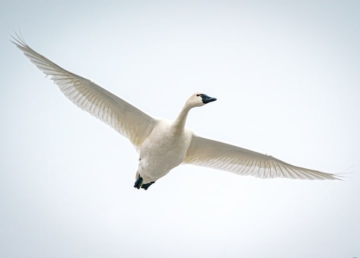 Weißer Schwan fliegt mit ausgebreiteten Flügeln vor blassem Himmel