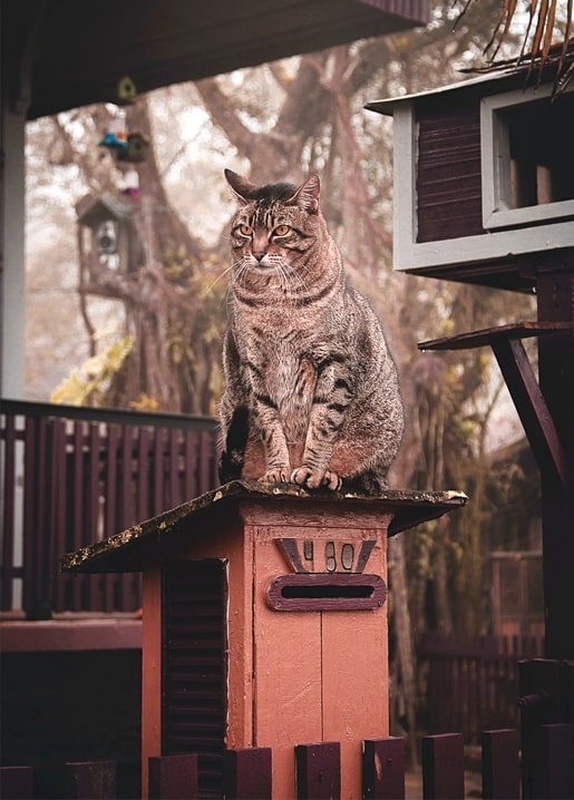 Striped tabby cat sitting on a red mailbox in a misty autumn garden with birdhouses