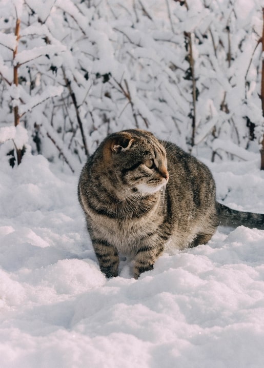 Getigerte Katze steht im frischen Schnee zwischen raureifbedeckten Zweigen