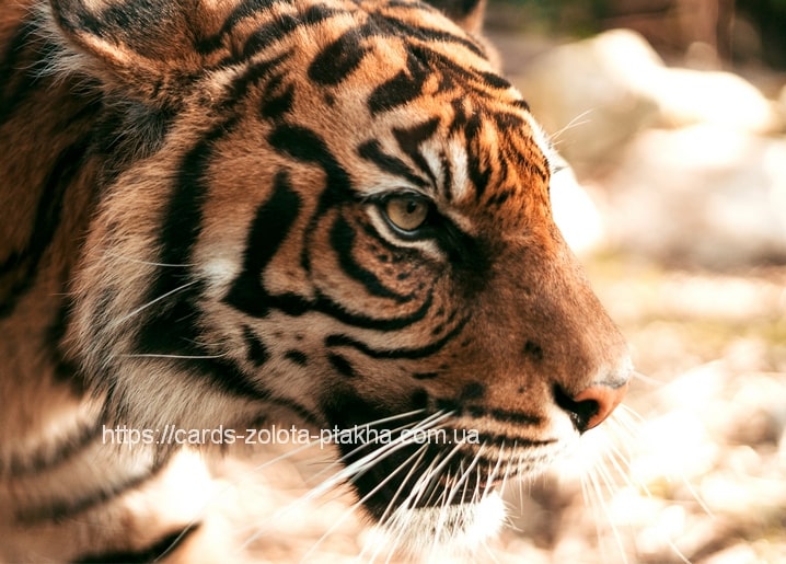 Nahaufnahme eines Tigers im Profil mit gestreiftem Gesicht