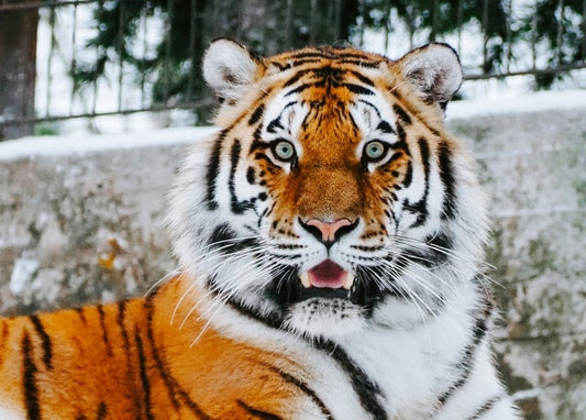 Close-up portrait of a tiger with snow on its whiskers and fur