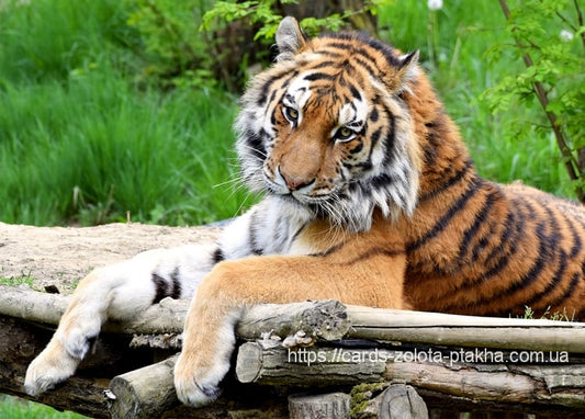 Tiger ruht auf Holzstämmen, Nahaufnahme von gestreiftem Gesicht und Pfoten.