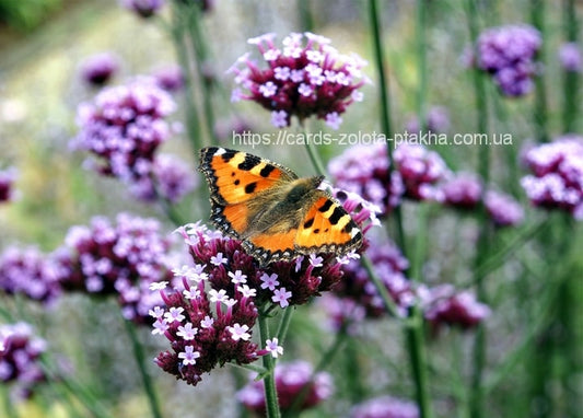 Kleiner Fuchs mit orange-schwarzen Flügeln auf einer violetten Eisenkraut-Blüte
