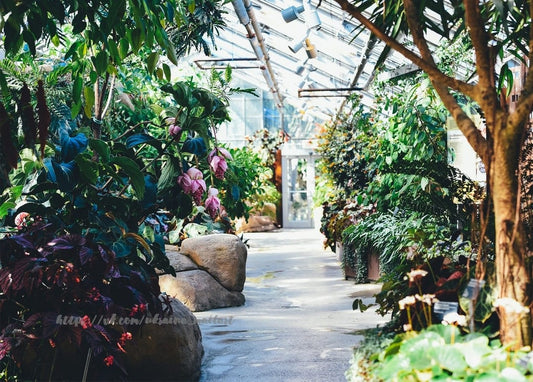 Sonniger Steinweg durch ein tropisches Gewächshaus mit rosa Blüten und bemoosten Felsen