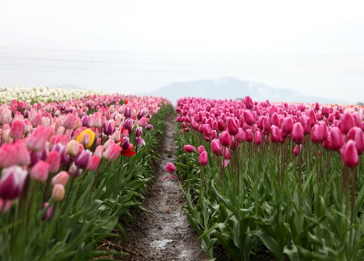 Rows of multicolor tulips stretching toward misty mountains in an open field