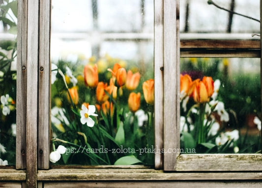 Orange Tulpen und weiße Narzissen hinter einem alten Gewächshausfenster.