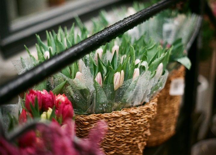 Cream and pink tulips wrapped in cellophane inside a wicker basket at a flower shop